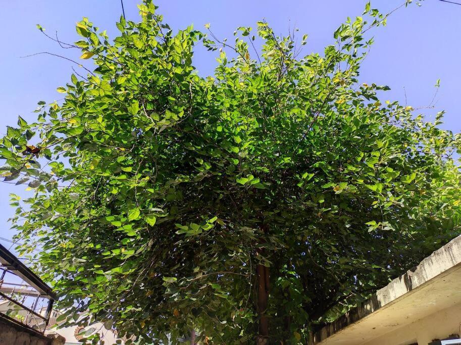 Walk To Strathmore Uni, Java, Wilson Airport,tmall अपार्टमेंट *